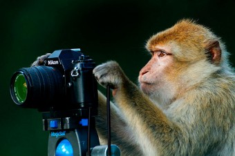 Как правильно выбрать фотографа на свадьбу